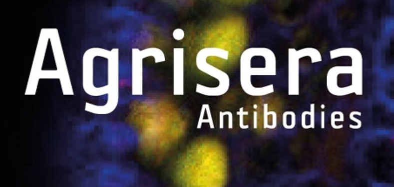 Agrisera植物細胞壁相關(guān)抗體，開學(xué)季促銷啦！